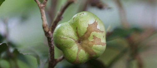 茶树上的果子叫什么