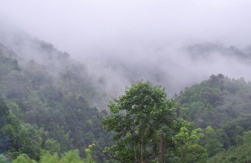 正山小种特点