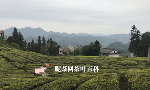 硒茶属于什么茶类