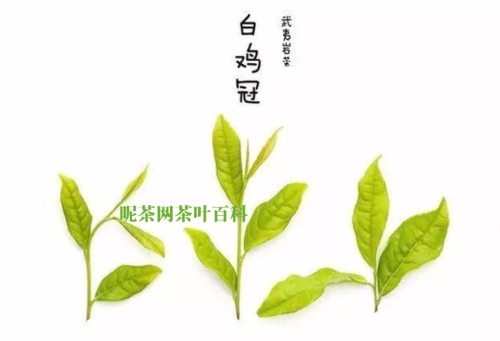 武夷岩茶四大名枞