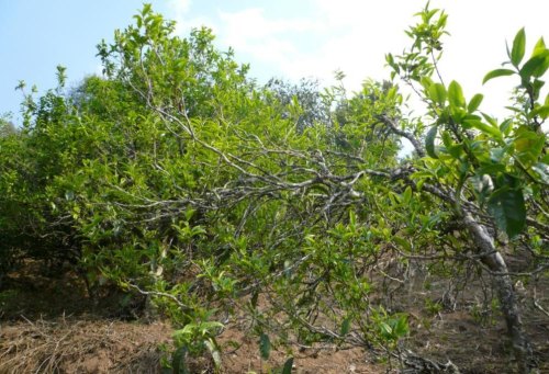 坝糯古树茶特点