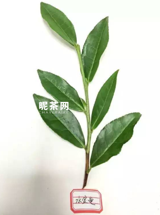 武夷岩茶四大名枞