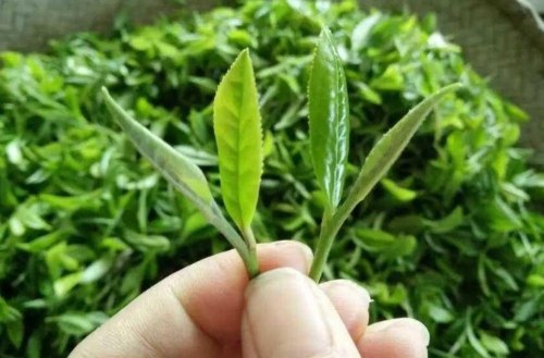 高山炒茶是不是绿茶