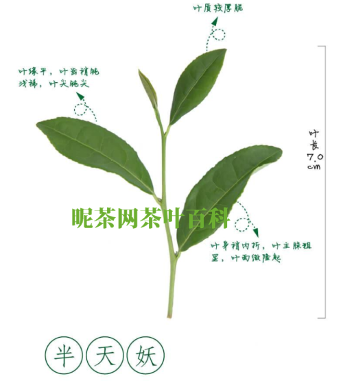 武夷岩茶四大名枞