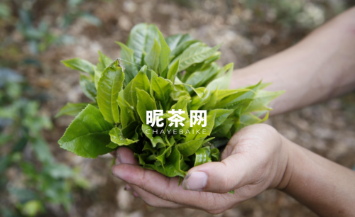 新鲜茶叶可以泡茶喝吗