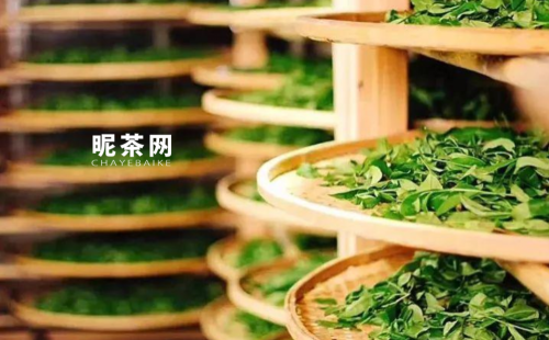 新鲜茶叶可以泡茶喝吗