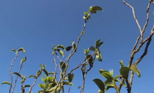 藤条茶和古树茶的区别