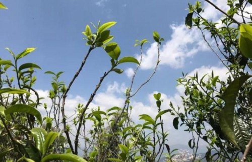 藤条茶和古树茶的区别