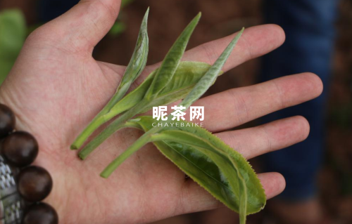 月光白属于白茶还是普洱茶