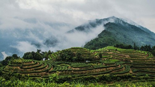 高山茶是红茶还是绿茶