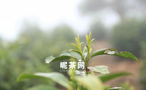 祁门红茶是什么茶类