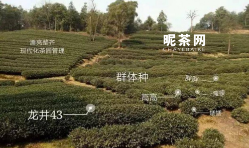 群体种茶树是什么意思