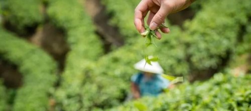 青茶的制作过程