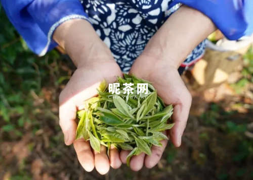 （采摘，根据茶品不同，原料有别）