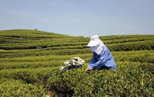 中国好茶分布地图，各省份名茶清单