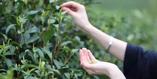 中国好茶分布地图，各省份名茶清单