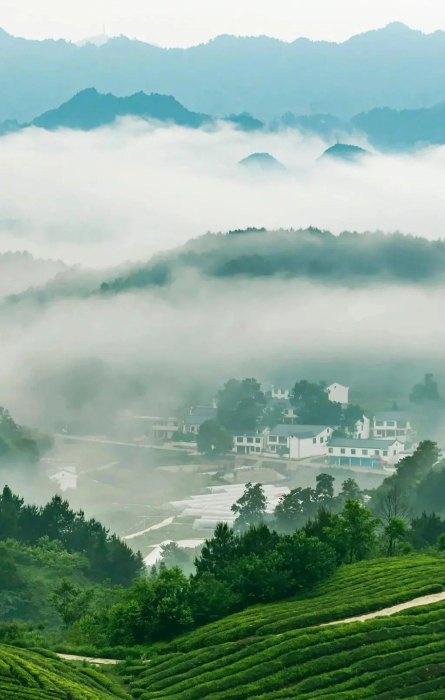 中国好茶分布地图，各省份名茶清单