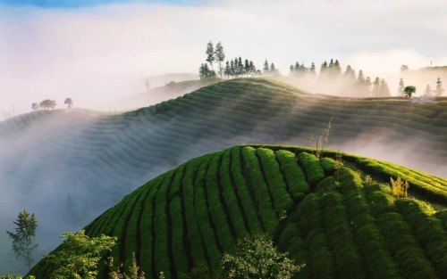 中国好茶分布地图，各省份名茶清单