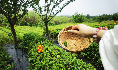 茶叶有哪些品种各省名茶目录