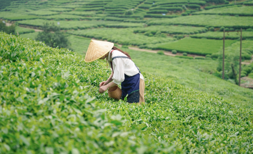 茶叶有哪些品种各省名茶目录