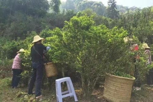 锯朵仔茶的特点