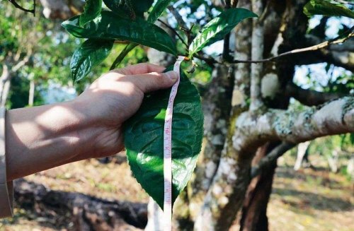 大雪山普洱茶的介绍与特点