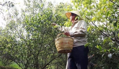 两个关键词，摸清不同年份白茶的挑选门路