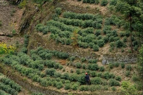 群体种茶树的特点