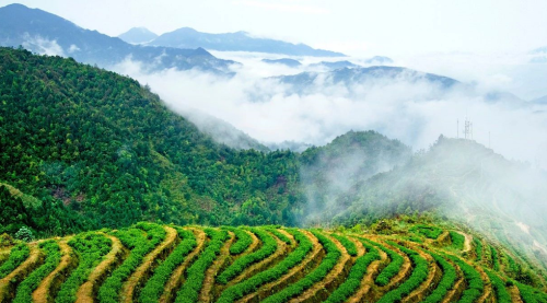 临沧产区普洱茶的特点