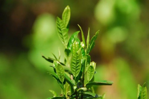 武夷菜茶品种有哪些