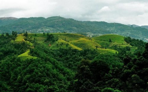 无量山毛茶是什么茶有哪些特点