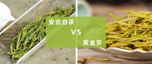 黄金芽和安吉白茶怎么区别