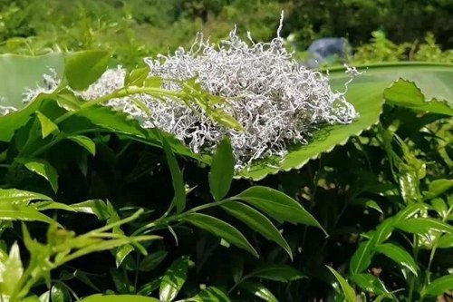 莓茶多少度泡合适