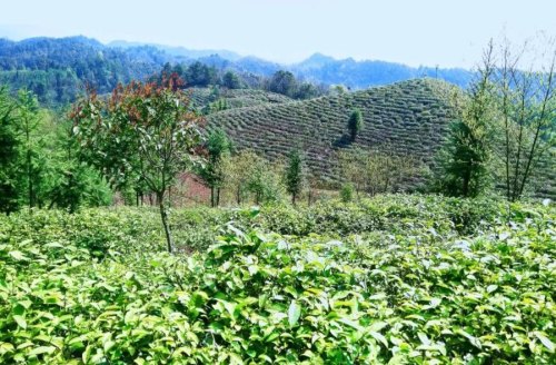 滩茶是什么茶 滩茶的特点