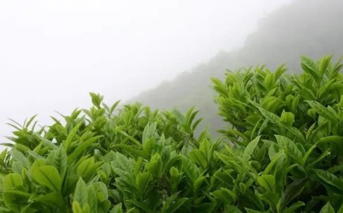 花果山云雾茶是什么茶