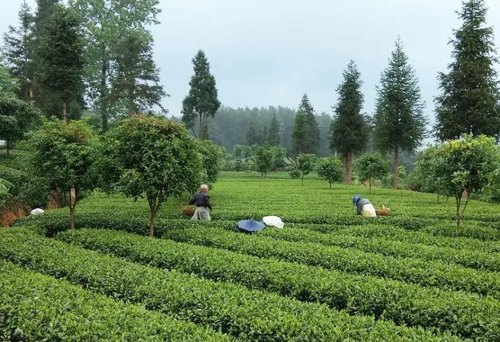 绿茶与红茶有什么不一样