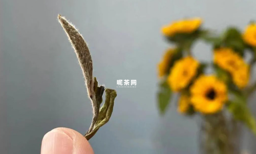 （荒野白牡丹2020，昵茶网茶叶百科）