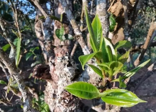 黄草林普洱茶的特点