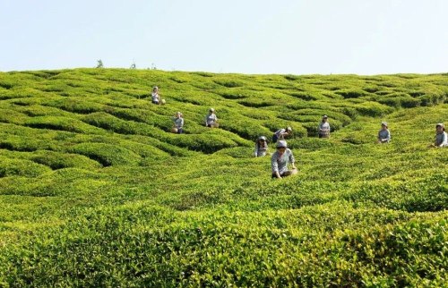 国家级非遗代表性项目，黑茶（茯砖茶）制作技艺