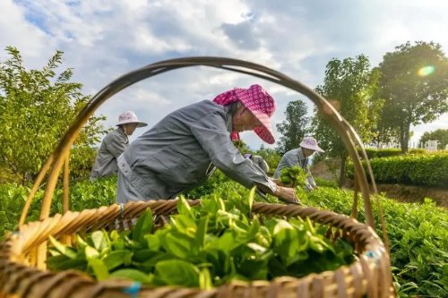 一斤干茶叶要多少鲜茶叶