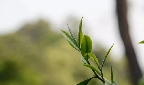 普洱生茶和熟茶有什么区别，看完你就明白了