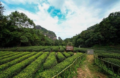 图解武夷岩茶，三百多种茶树品种资源宝库