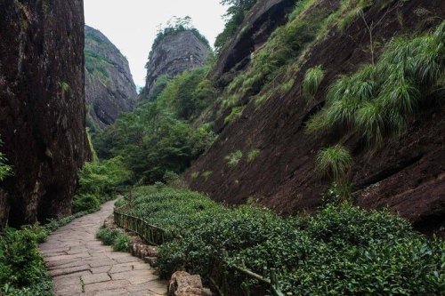 图解武夷岩茶，三百多种茶树品种资源宝库