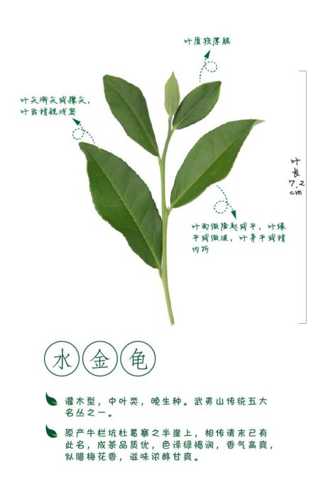 图解武夷岩茶，三百多种茶树品种资源宝库