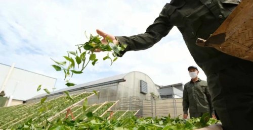 鲜茶叶杀青需要掌握的要点有哪些