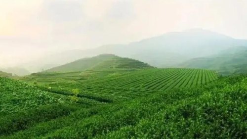 乌龙茶为什么叫乌龙茶