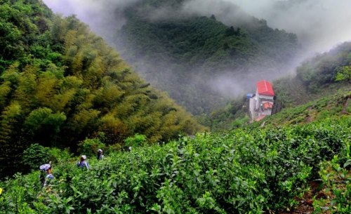 太平猴魁茶的品质特征以及特点