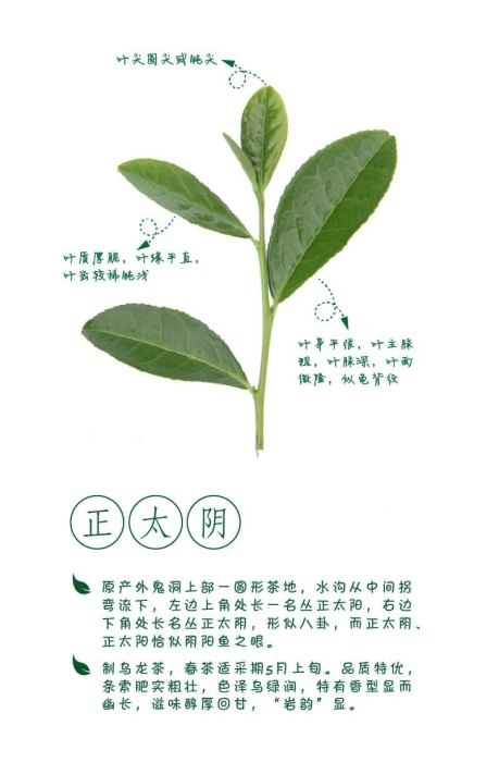 图解武夷岩茶，三百多种茶树品种资源宝库