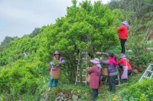 鸭屎香是什么茶有哪些特点