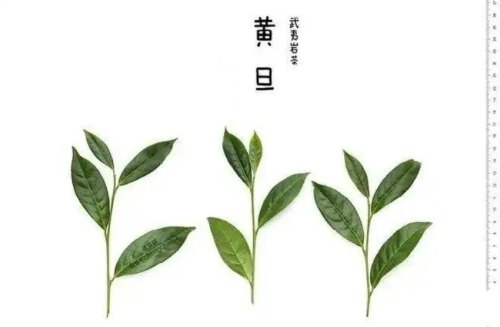 黄金桂属于什么茶